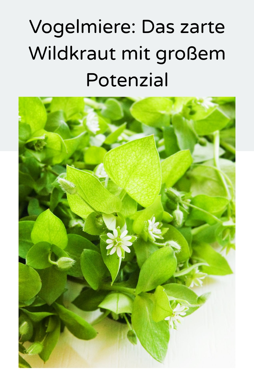 Die Vogelmiere ist ein unscheinbares, aber äußerst vielseitiges Wildkraut, das viele kulinarische und gesundheitliche Vorzüge bietet.