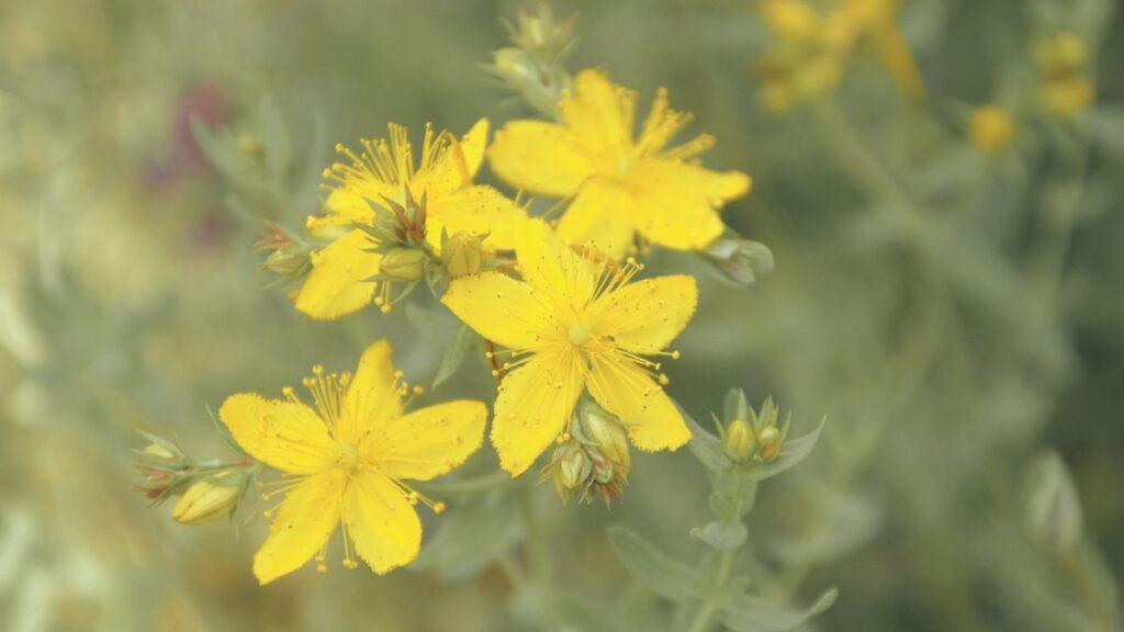 Johanniskraut: Das Sonnenkraut mit der goldenen Seele ?