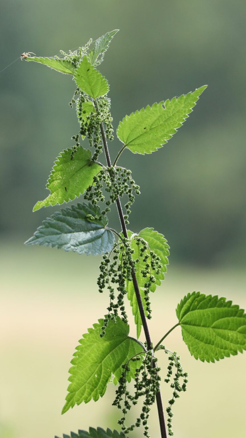 Brennnessel: Das stachelige Superkraut der Natur 🍀