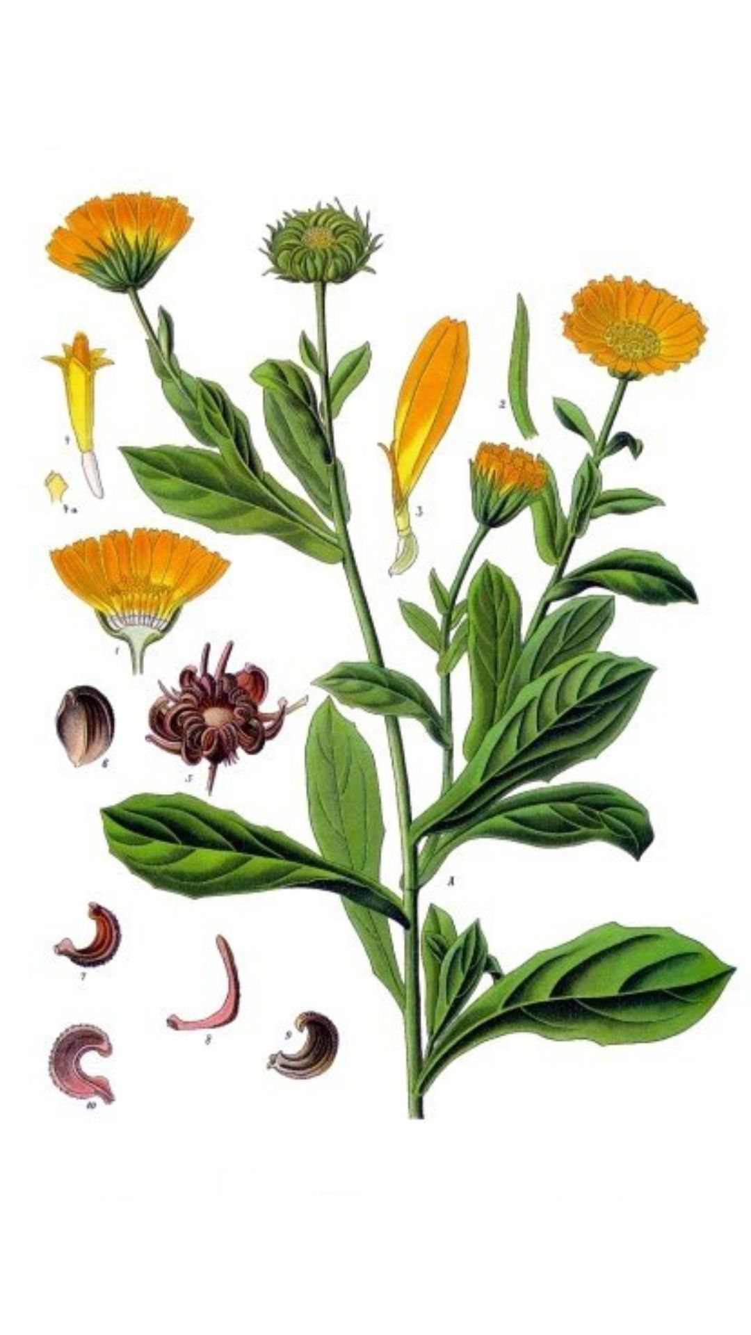 Die Ringelblume, ein sonniger Gartenliebling, bietet farbenfrohe Blüten und vielfältige Verwendungsmöglichkeiten in Küche, Gesundheit und Pflege.