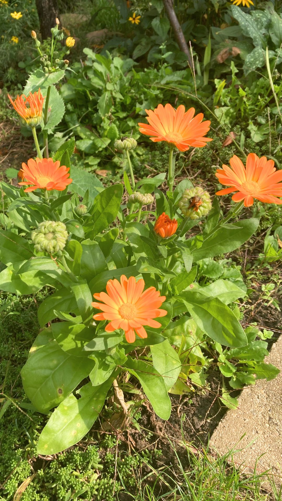 Die Ringelblume, ein sonniger Gartenliebling, bietet farbenfrohe Blüten und vielfältige Verwendungsmöglichkeiten in Küche, Gesundheit und Pflege.