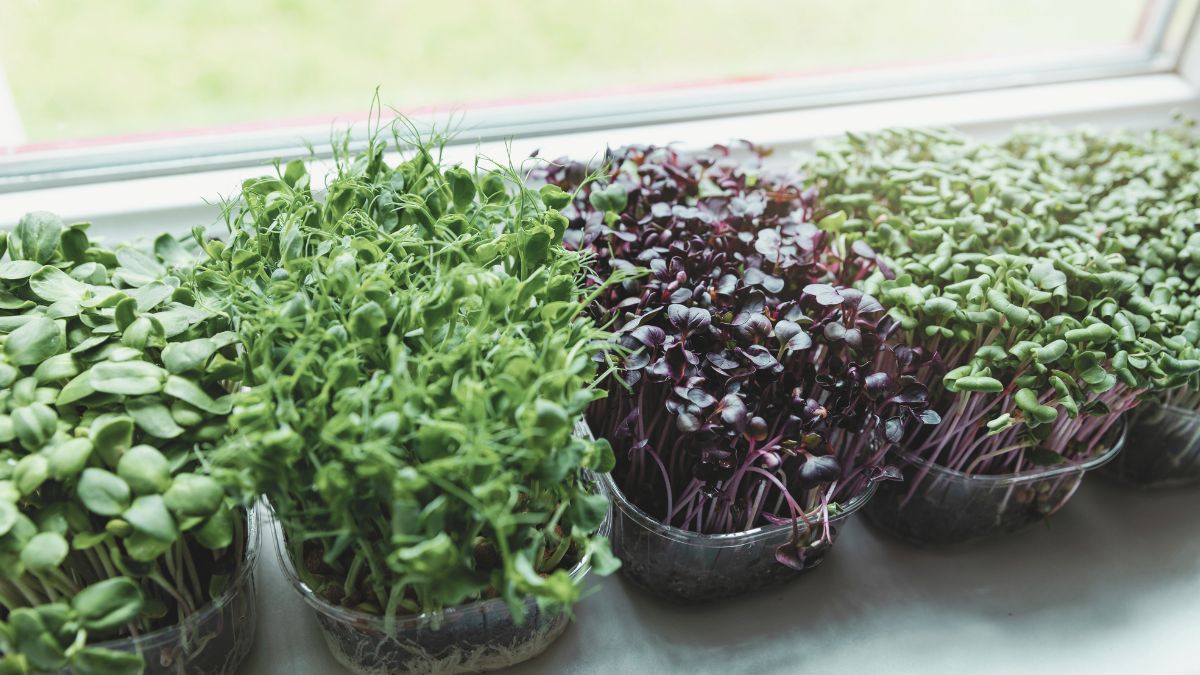 Microgreens anbauen: Frische, knackige Mini-Pflanzen für dein Zuhause. Erfahre, wie einfach es ist, diese winzigen Kraftpakete selbst anzubauen und deinen Gerichten eine gesunde, geschmacksintensive Note zu verleihen.